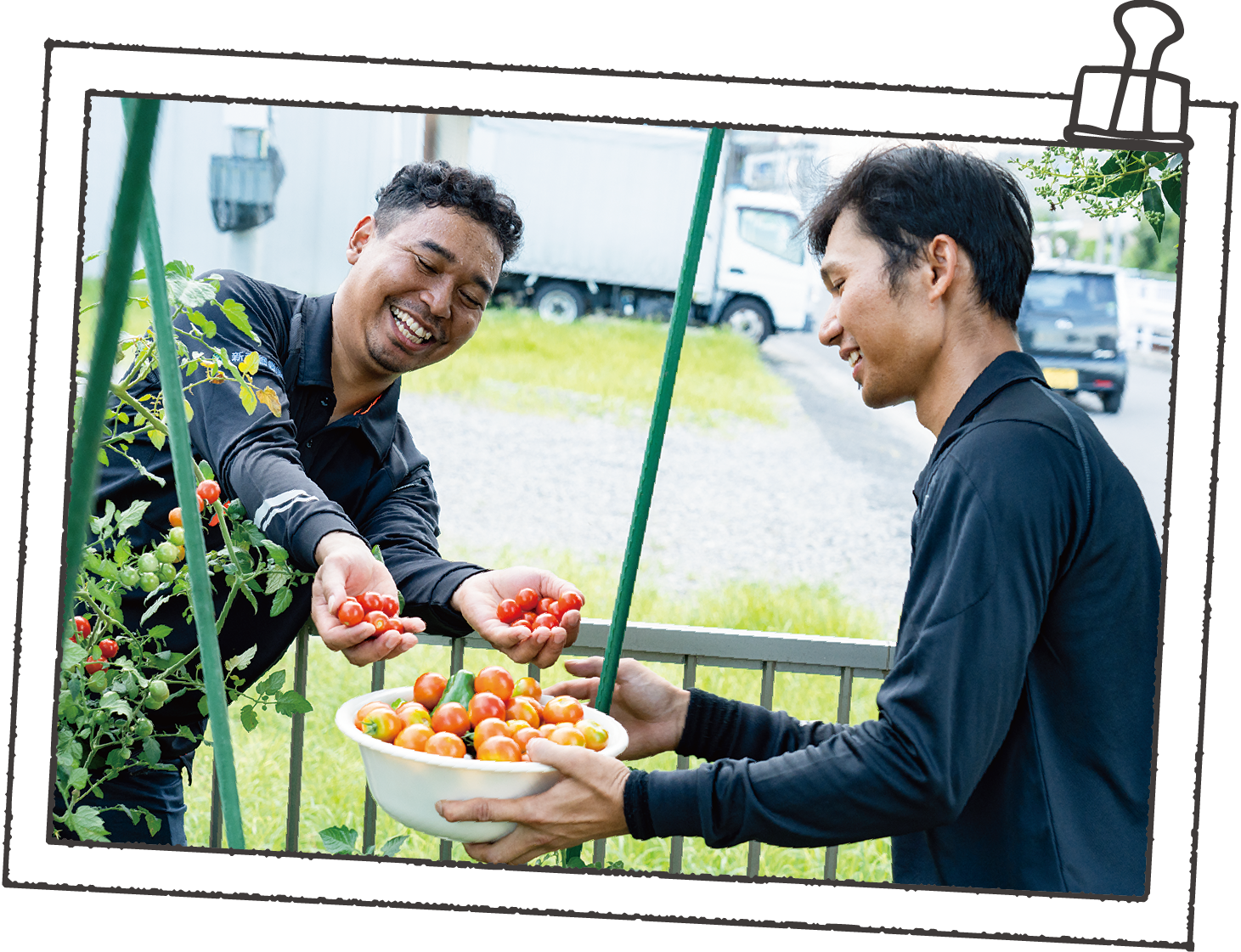 収穫した野菜は夕食のおかずに